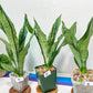 Sansevieria Moonshine Brazilian (#R14) | Hard to Find | Mutated Moonshine