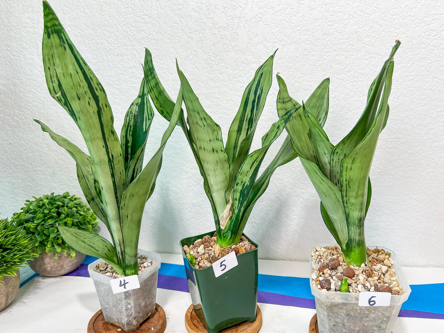 Sansevieria Moonshine Brazilian (#R14) | Hard to Find | Mutated Moonshine