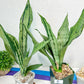 Sansevieria Moonshine Brazilian (#R14) | Hard to Find | Mutated Moonshine