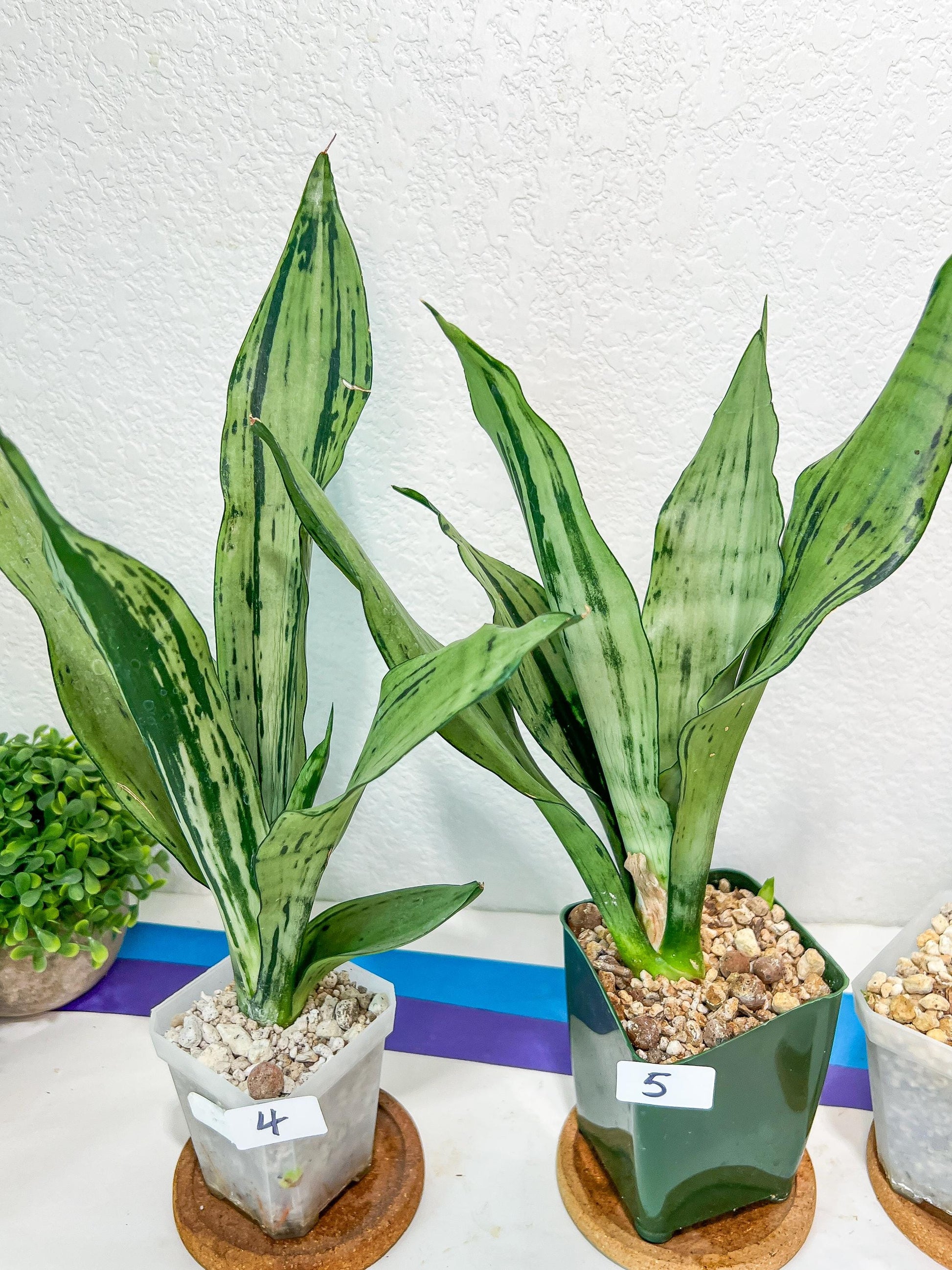 Sansevieria Moonshine Brazilian (#R14) | Hard to Find | Mutated Moonshine