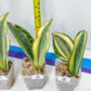 Sansevieria Dwarf Masoniana Variegated (#E4) | Choose Your Own Rare Plant