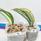 Sansevieria Dwarf Masoniana Variegated (#E4) | Choose Your Own Rare Plant