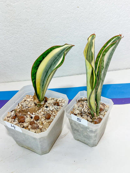 Sansevieria Dwarf Masoniana Variegated (#E4) | Choose Your Own Rare Plant