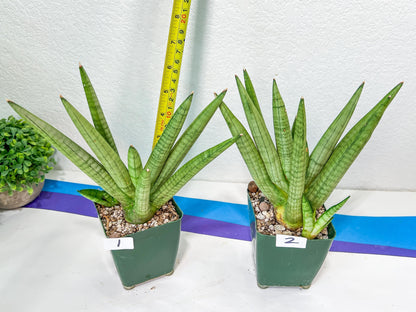 Sansevieria Snow Boy | Choose Your Own Rare Plant