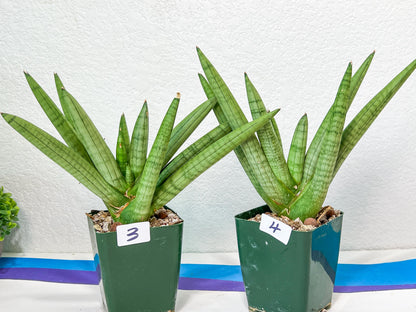 Sansevieria Snow Boy | Choose Your Own Rare Plant