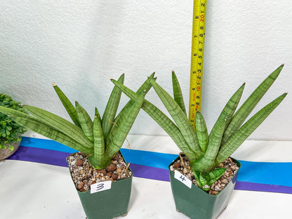 Sansevieria Snow Boy | Choose Your Own Rare Plant