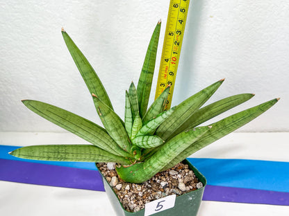 Sansevieria Snow Boy | Choose Your Own Rare Plant