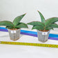 Sansevieria Banana | Choose Your Own Rare Plant