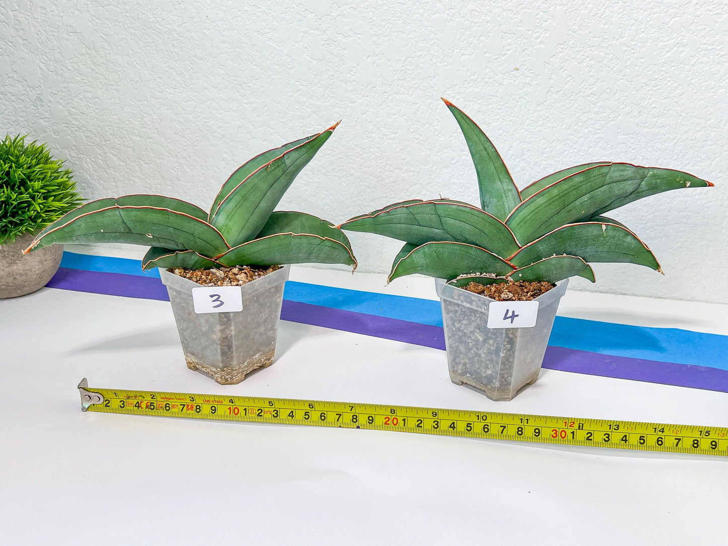 Sansevieria Banana | Choose Your Own Rare Plant