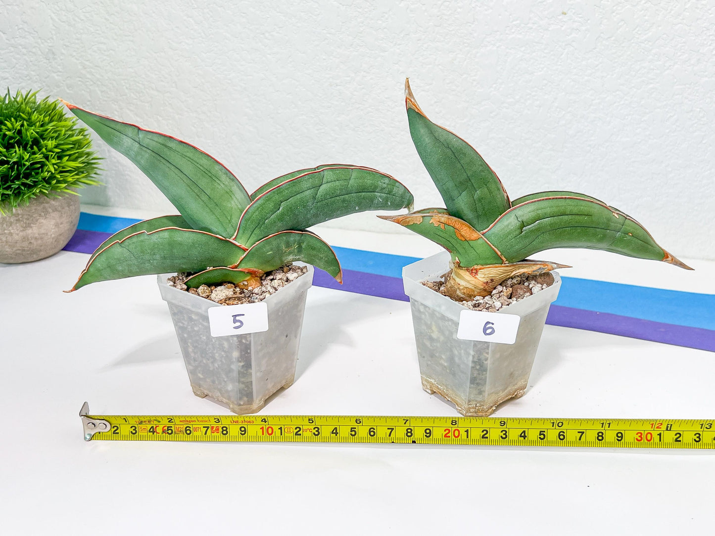 Sansevieria Banana | Choose Your Own Rare Plant