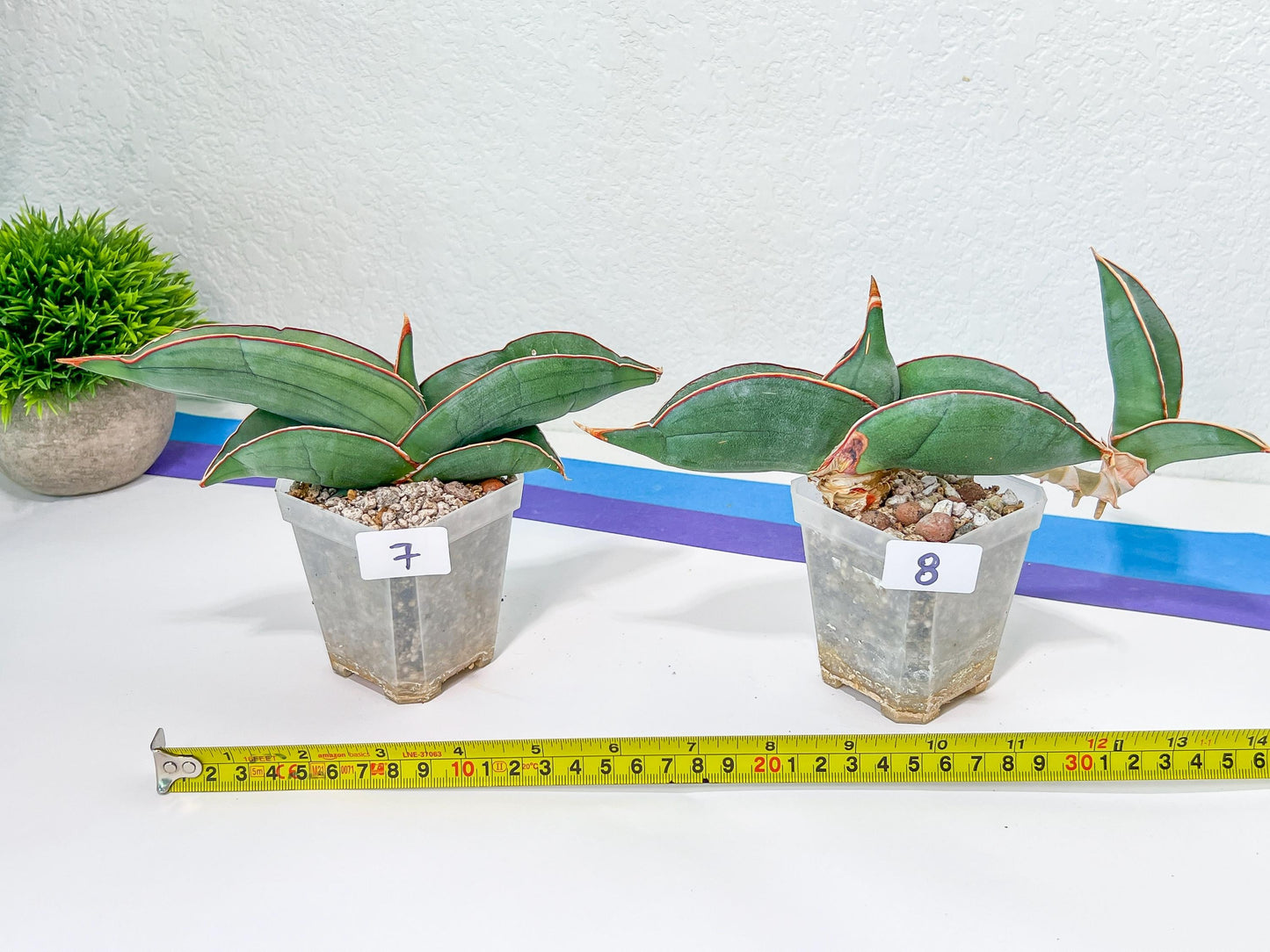 Sansevieria Banana | Choose Your Own Rare Plant