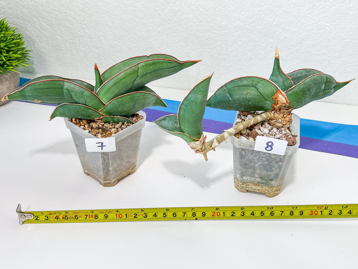 Sansevieria Banana | Choose Your Own Rare Plant