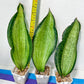 Sansevieria BRUDA (#Mh1~7) | Hybrid of Masoniana Var x Eliptica Var