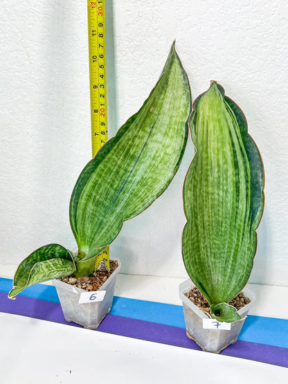 Sansevieria BRUDA (#Mh1~7) | Hybrid of Masoniana Var x Eliptica Var
