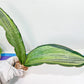 Sansevieria BRUDA | (#Me1~6) | Hybrid of Masoniana Var x Eliptica Var