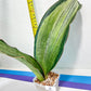 Sansevieria BRUDA | (#Me1~6) | Hybrid of Masoniana Var x Eliptica Var