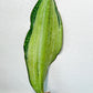 Sansevieria BRUDA | (#Me1~6) | Hybrid of Masoniana Var x Eliptica Var