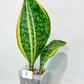 Sansevieria Masoniana Congo | Imported Plants | Choose Your Own