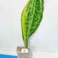 Sansevieria Masoniana Congo | Imported Plants | Choose Your Own