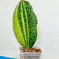 Sansevieria Masoniana Congo | Imported Plants | Choose Your Own