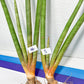 Sanseviera Flaimgo XL (D1) | More likely the last one to be found this year!!!