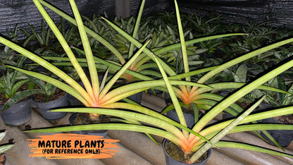 Sansevieria Flamingo (#B1) | Imported Hybrids