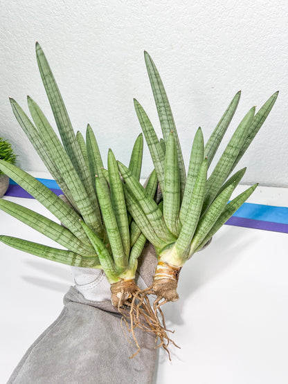 Sansevieria Snow Boy XXL (C1) | Imported Plants | Rare Hybrid Species