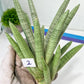 Sansevieria Snow Boyx XXL (C1) | Choose Your Own Rare Plant