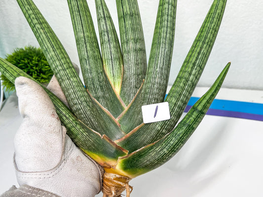 Sansevieria Silver PINK (D2) | Choose your own Plants | Very Rare