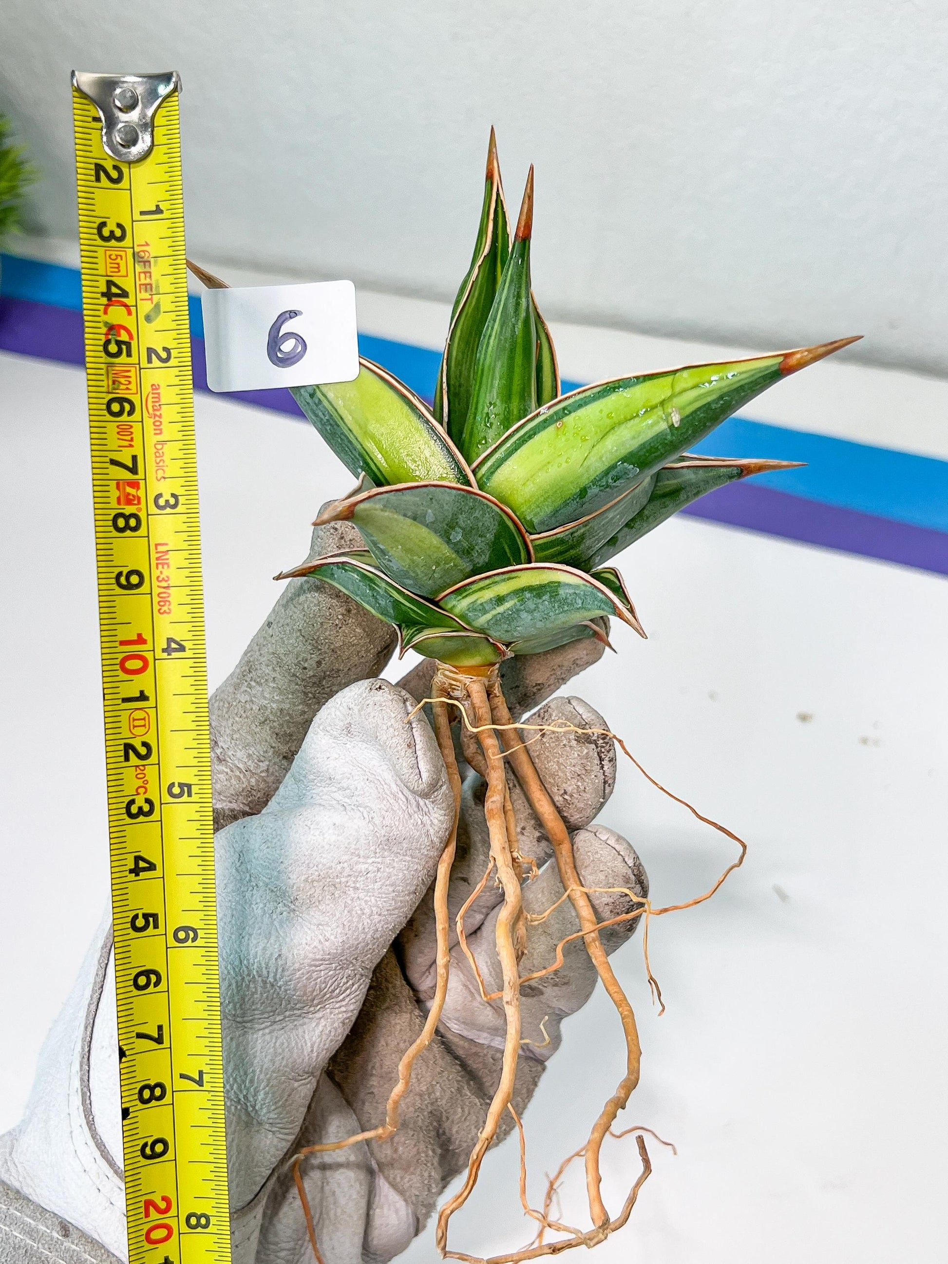Sansevieria Pinguicula Variegated (C4) (5~6) | Select Your Unique Green Rarity