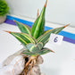 Sansevieria Pinguicula Variegated (C4) (5~6) | Select Your Unique Green Rarity