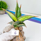 Sansevieria Pinguicula Variegated (C4) (5~6) | Select Your Unique Green Rarity