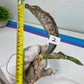 Sansevieria Kirkii Coppertone Variegated | Very Rare Import | (1~3)