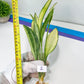 Sansevieria Sudwala Caves Variegated | Rare Impoted Plants | (1~3)