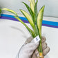 Sansevieria Sudwala Caves Variegated | Rare Impoted Plants | (1~3)