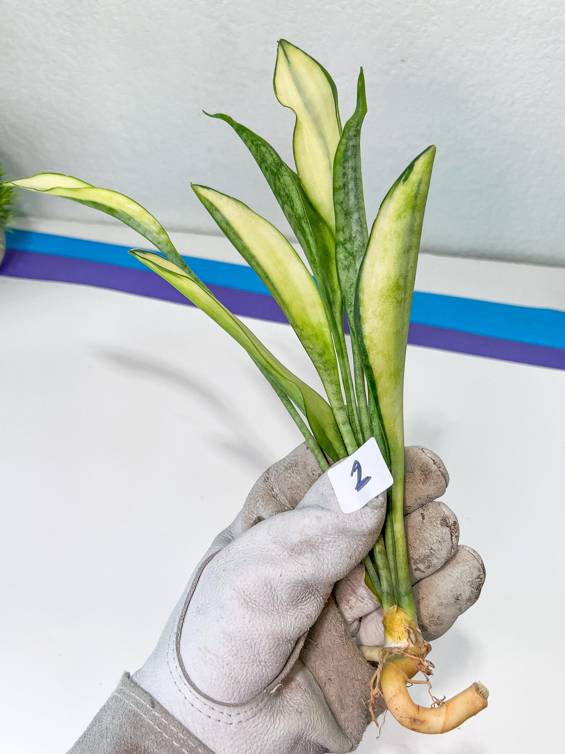 Sansevieria Sudwala Caves Variegated | Rare Impoted Plants | (1~3)