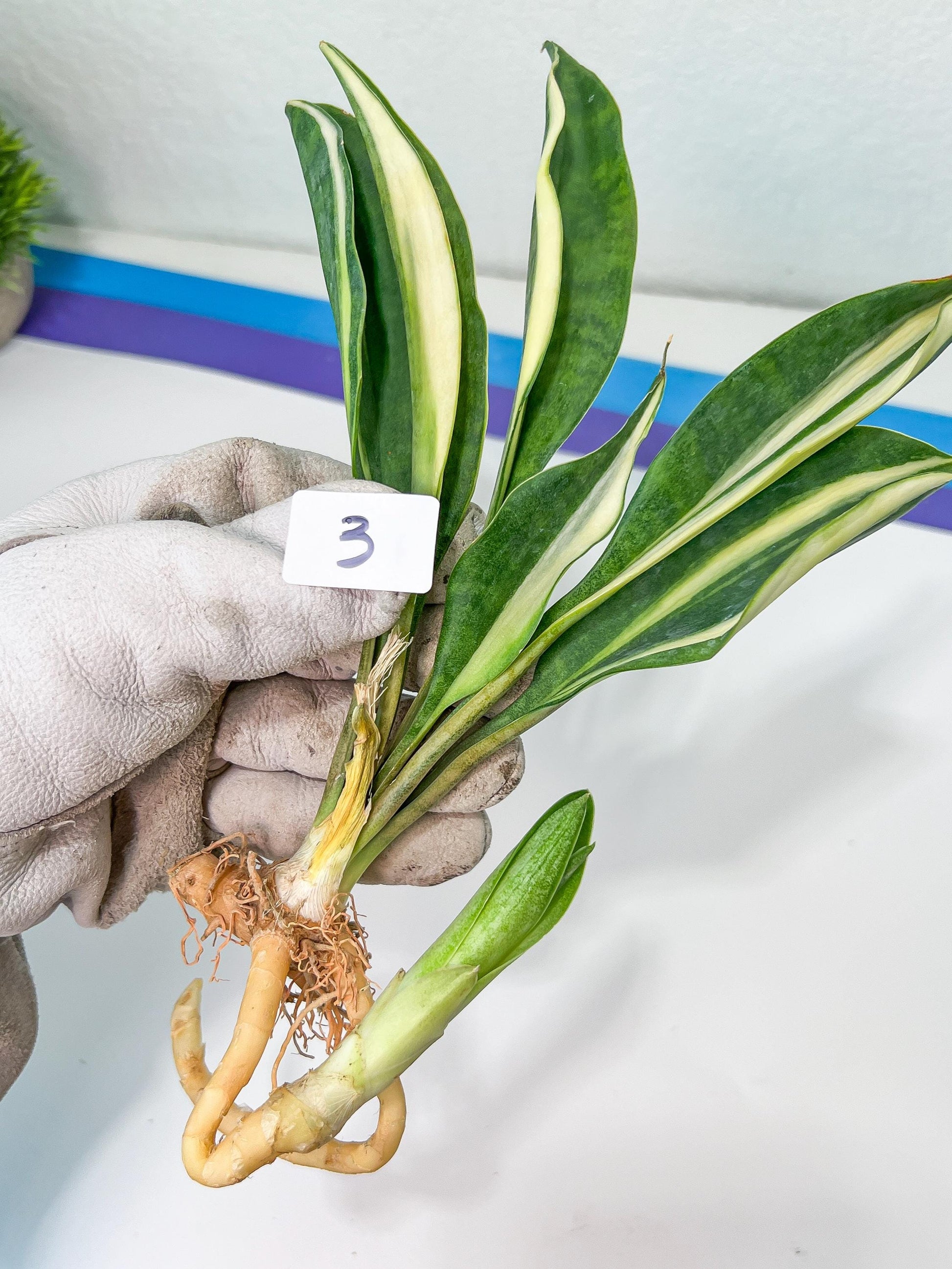 Sansevieria Sudwala Caves Variegated | Rare Impoted Plants | (1~3)