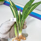 Sansevieria Sudwala Caves Variegated | Rare Impoted Plants | (1~3)