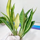 Sansevieria Sudwala Caves Variegated | Rare Impoted Plants | (4~5)