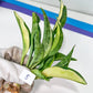 Sansevieria Sudwala Caves Variegated | Rare Impoted Plants | (4~5)