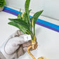 Sansevieria Sudwala Caves Variegated | Rare Impoted Plants | (4~5)