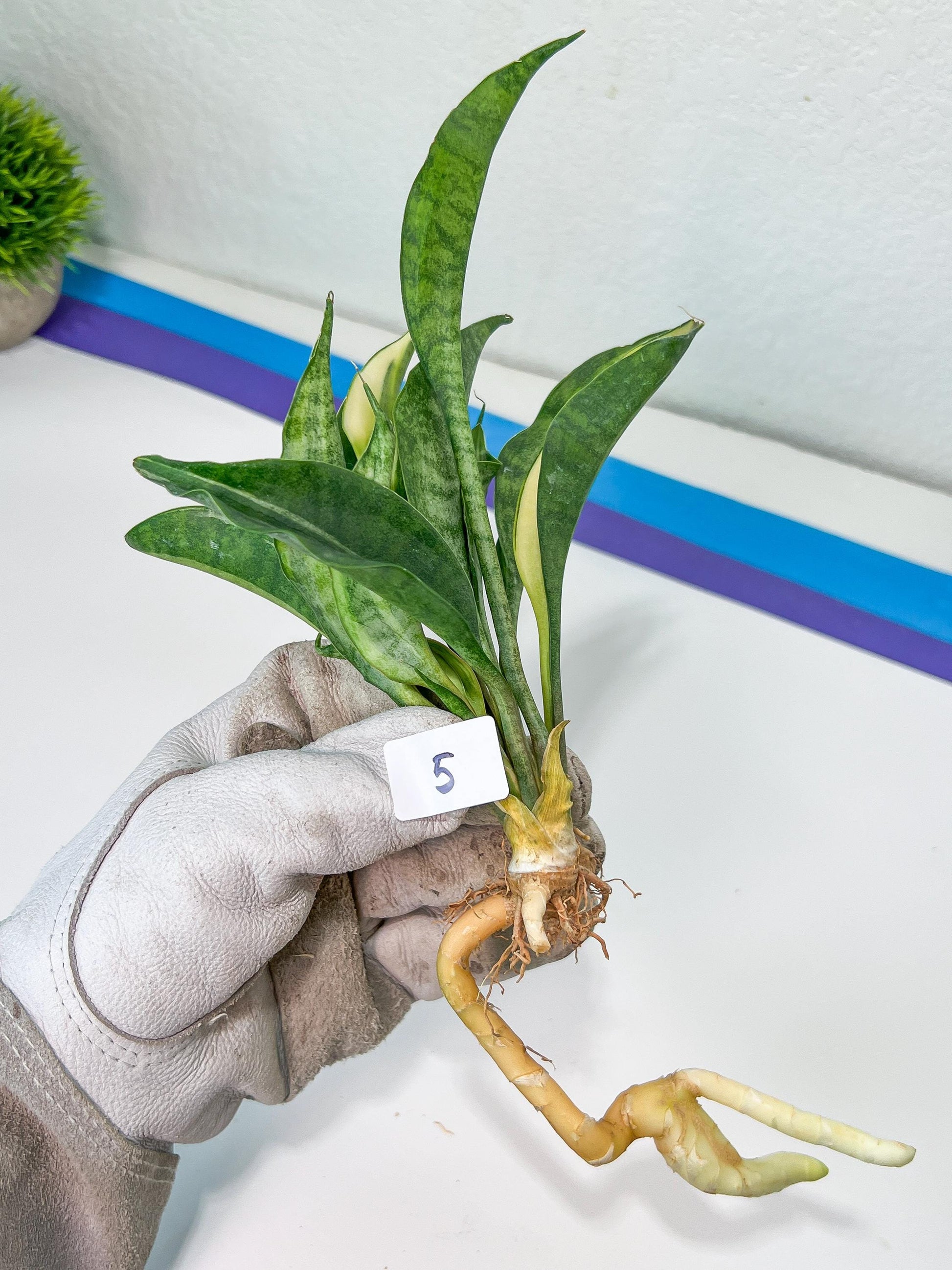 Sansevieria Sudwala Caves Variegated | Rare Impoted Plants | (4~5)
