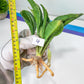 Sansevieria Sudwala Caves Variegated | Rare Impoted Plants | (4~5)