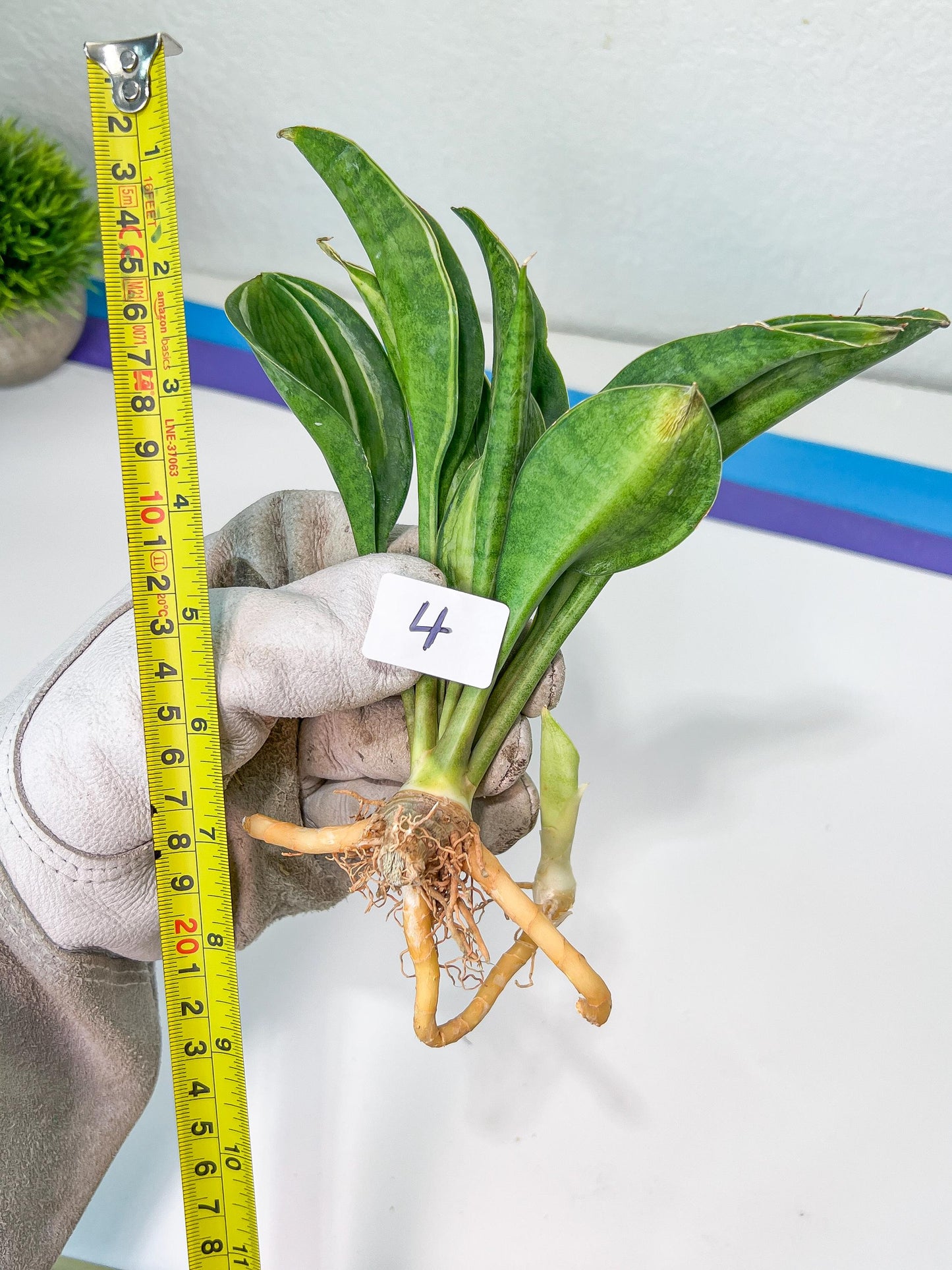 Sansevieria Sudwala Caves Variegated | Rare Impoted Plants | (4~5)