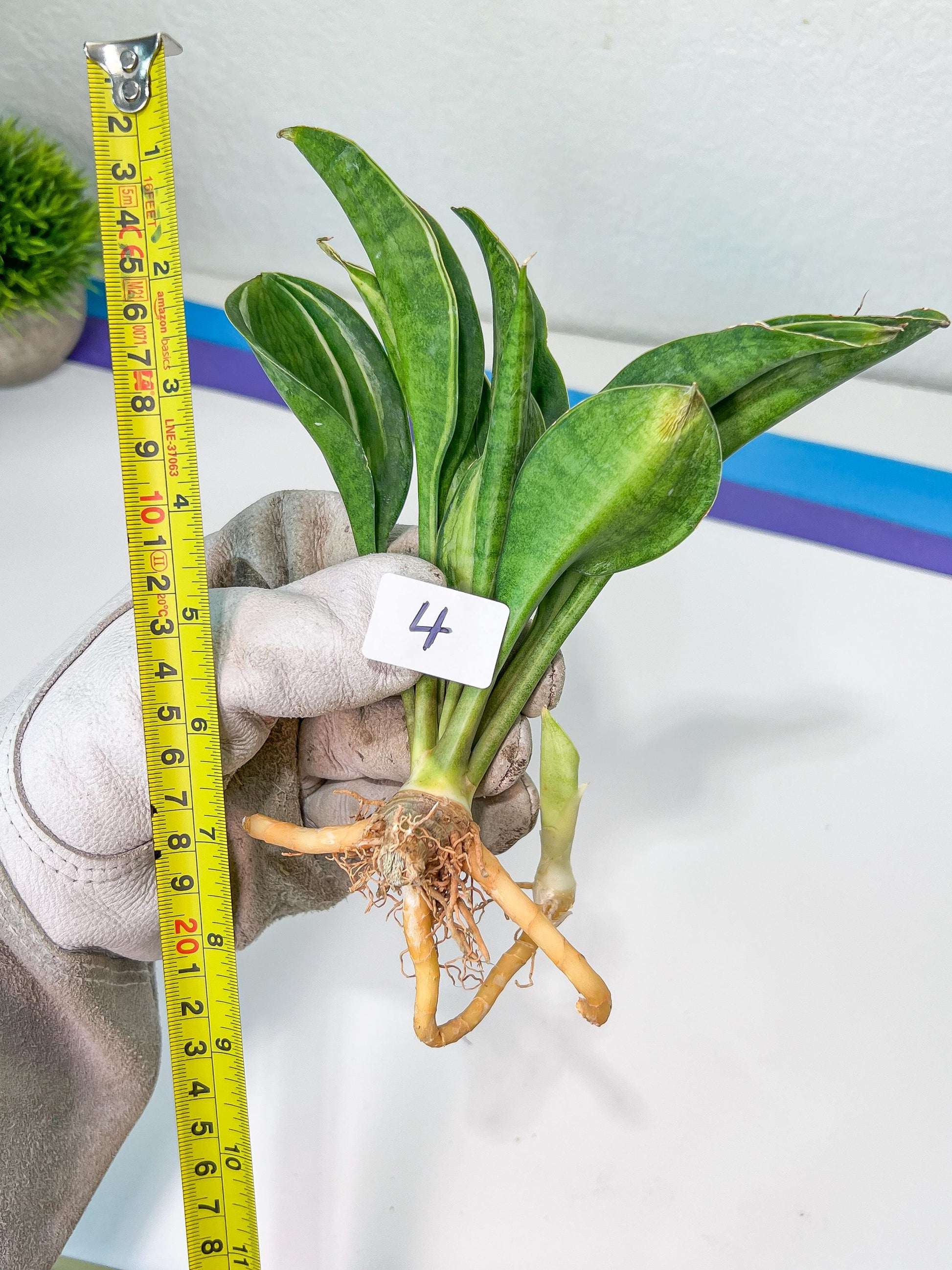 Sansevieria Sudwala Caves Variegated | Rare Impoted Plants | (4~5)