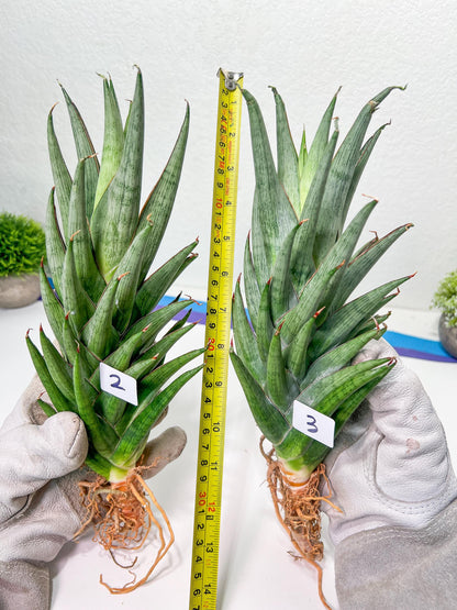Sansevieria RockMan (#C7) | Pick Your Rare Botanical Treasure