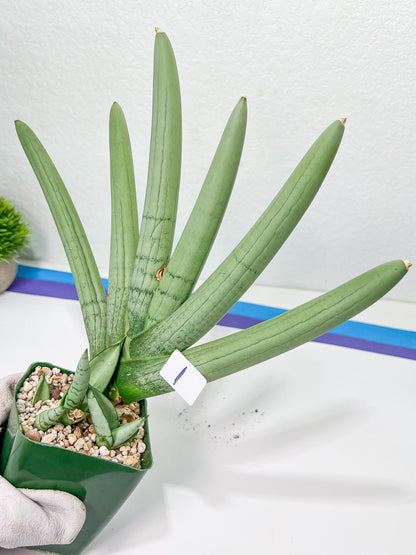 Sansevieria Boncel PLATINUM (#C7) | Imported Plants | Rare Hybrid Species