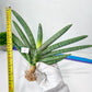 Sansevieria Boncel Devil (#C7) | Uncover a Rare and Unusual Plant