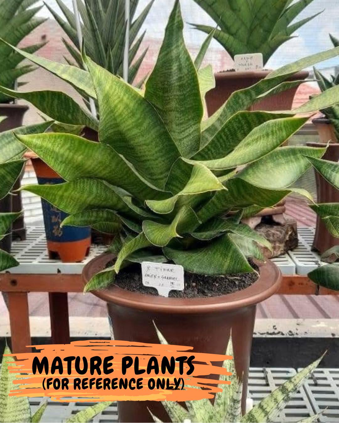 Sansevieria Tidar (Ha4) (4) | Hybrid Snake Plant