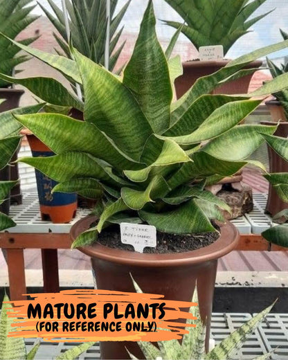 Sansevieria Tidar (Ha4) (4) | Hybrid Snake Plant